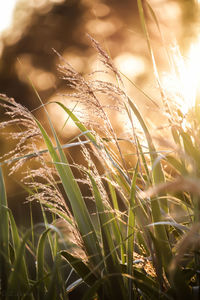 Close-up of wheat growing on field