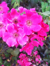 Close-up of pink flowers