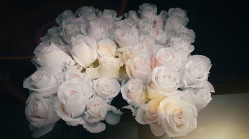 Close-up of white roses against black background
