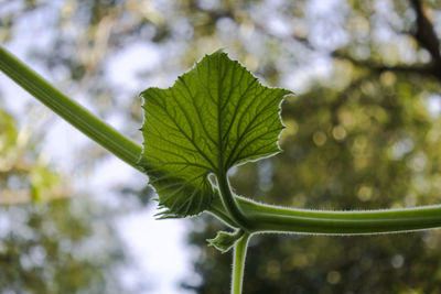 Close-up of green leaves on plant