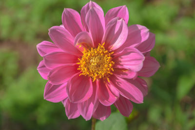 Close-up of lotus blooming outdoors