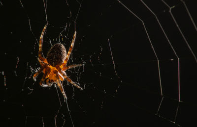 Close-up of spider on web at night