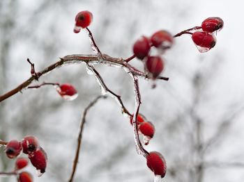 Close-up of red berries growing on tree