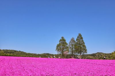 Pink flowering plants on field against blue sky