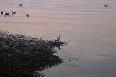 View of seagulls on beach