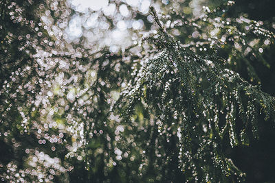 Close-up of tree against water