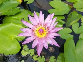 Close-up of pink water lily in pond