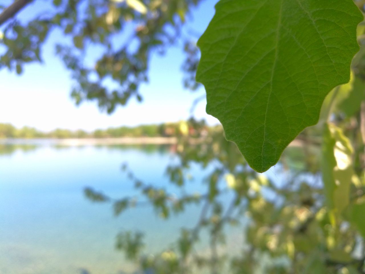 CLOSE-UP OF LEAVES AGAINST SKY