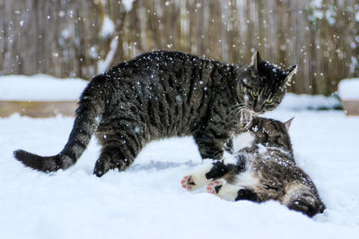 View of cat on snow covered land
