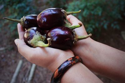 Cropped hands holding eggplants