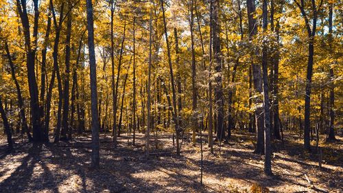 Trees in forest during autumn