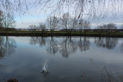 Reflection of trees in lake