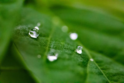 Close-up of raindrops on green leaves