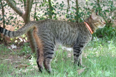 Side view of a cat on field