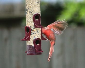 Close-up of a bird flying