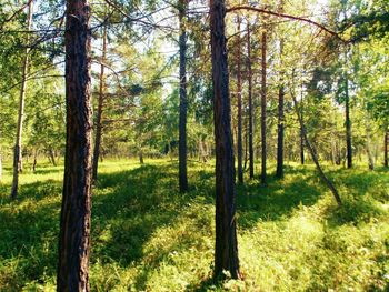 Scenic view of grassy field in forest