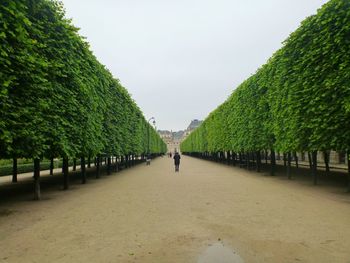 Man walking on footpath amidst trees against sky