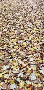High angle view of maple leaves on road