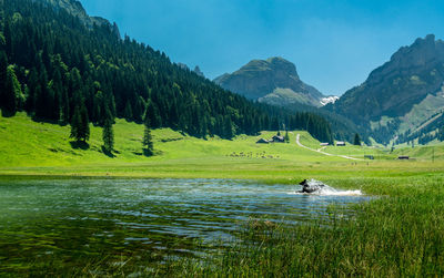 Dog running in lake