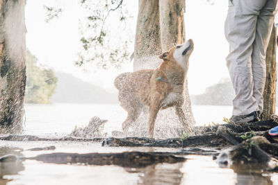 Wet dog shaking off water while standing by man