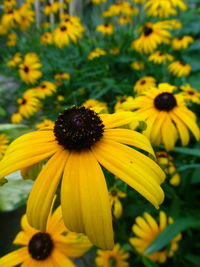 Close-up of yellow daisy flowers