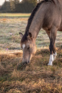 Horse grazing in a field