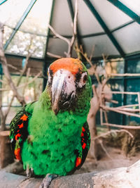 Close-up of parrot in cage