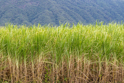 Close-up of wheat field