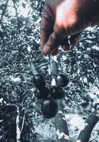 Close-up of hand holding plant