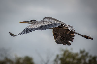 Low angle view of a bird flying