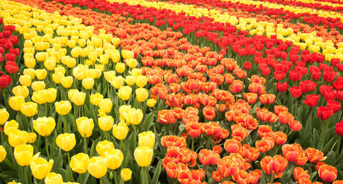 Full frame shot of multi colored tulips in field