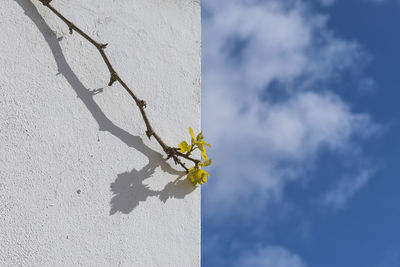 Close-up of white flowering plant against wall