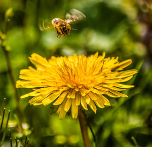 Close-up of bee pollinating yellow flower