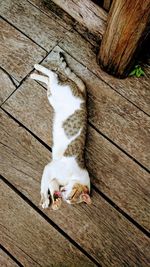 High angle view of cat relaxing on hardwood floor