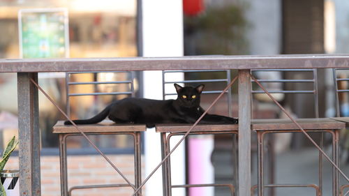 Black cat sitting on railing against window