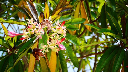 Low angle view of fruits growing on tree