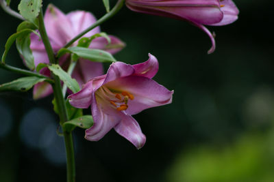 Close-up of pink rose