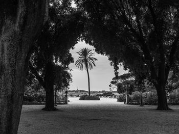 Trees on footpath by sea