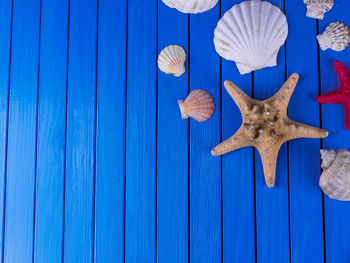 Directly above shot of shells and dead starfish on table