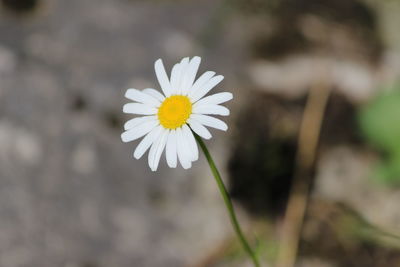Close-up of fresh white flower blooming outdoors