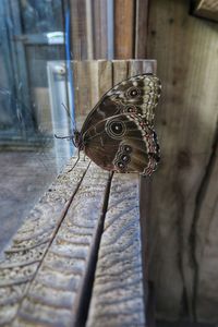 Close-up of snake on wood