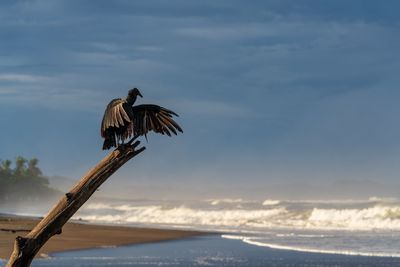 Bird flying over sea against sky