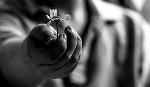 Close-up of hand holding rose flower