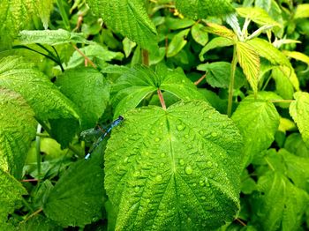 High angle view of insect on plant