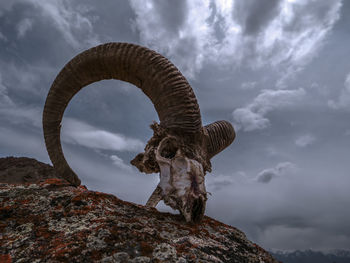 Low angle view of animal on rock against sky