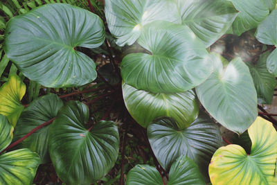 Full frame shot of leaves