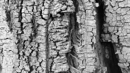 Full frame shot of tree trunk
