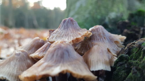 Close-up of mushroom growing on land