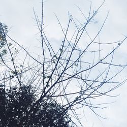 Low angle view of tree against sky