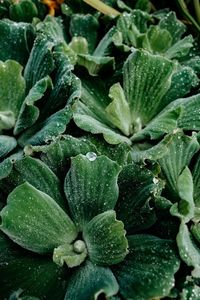 Close-up of fresh green leaves